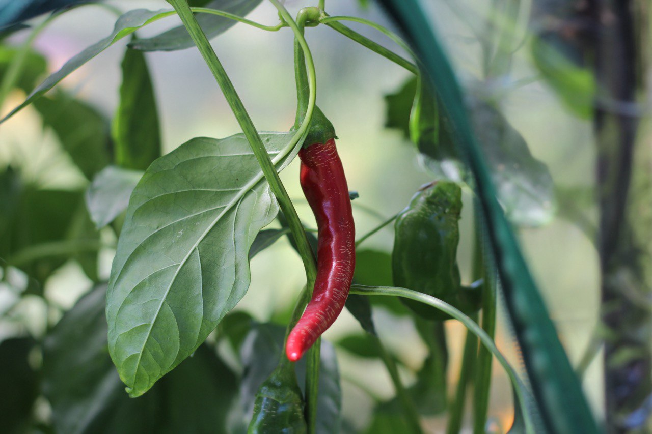 Frische Zutaten von der eigenen Fensterbank Chili_Laura