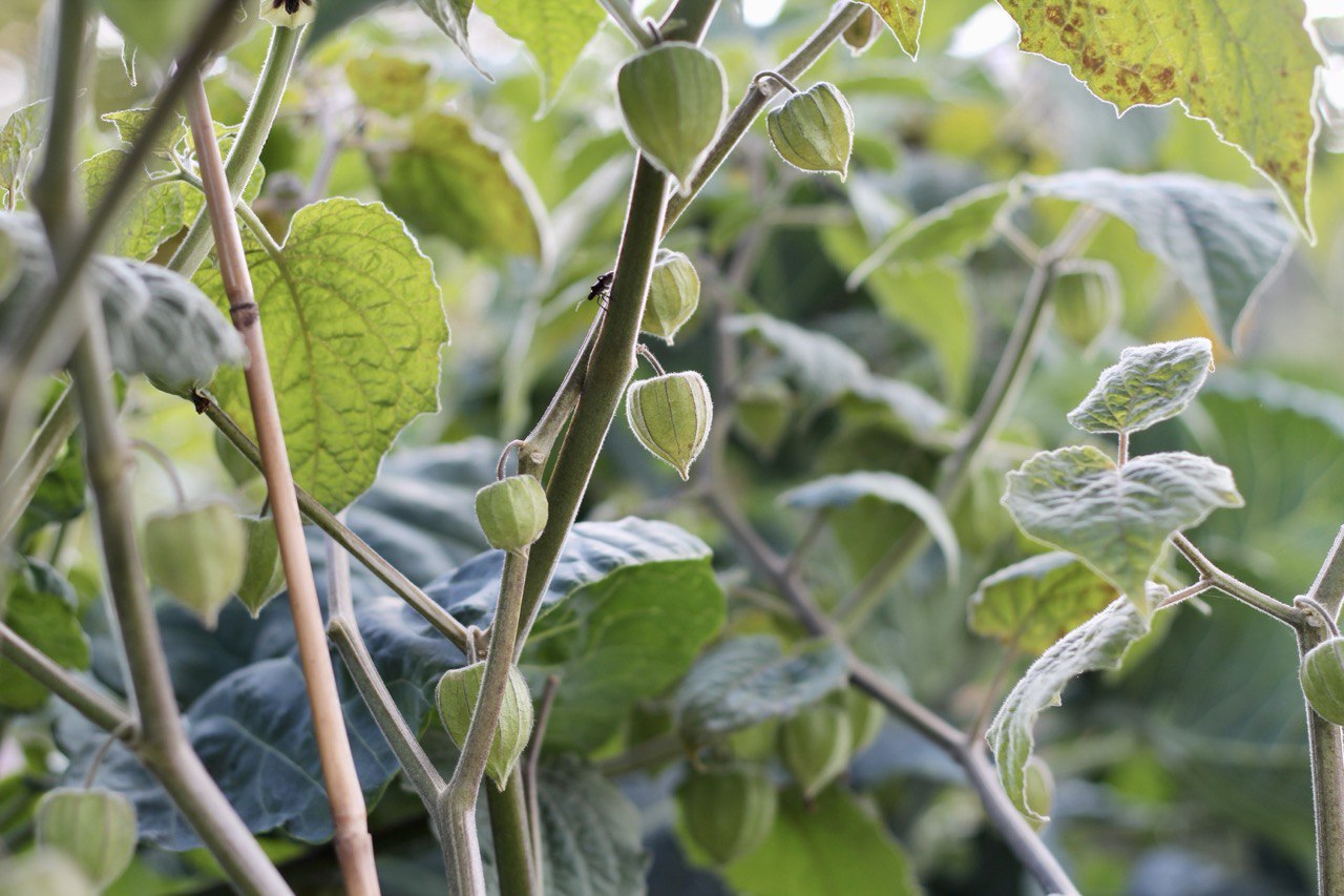 Physalis - Bild von Laura Winter