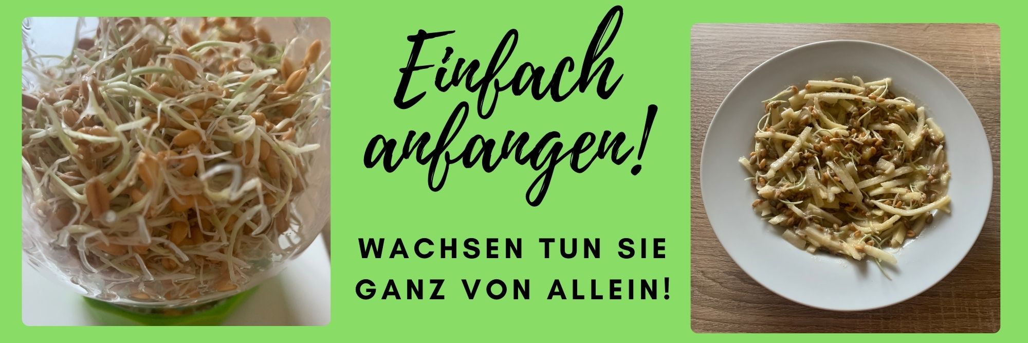 Sprossen ziehen – wie fange ich eigentlich an? Banner SprossenAnfang